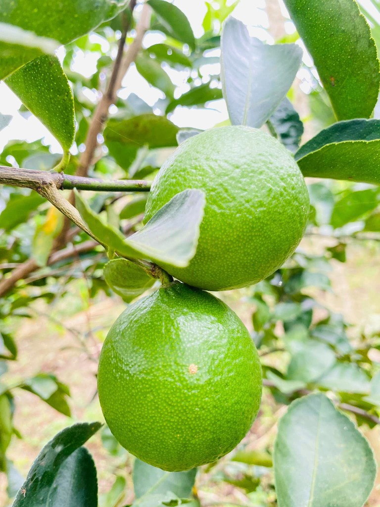 Quả chanh không có hạt