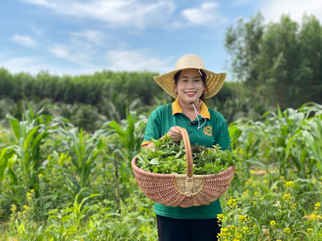 Rau Rừng - TPT